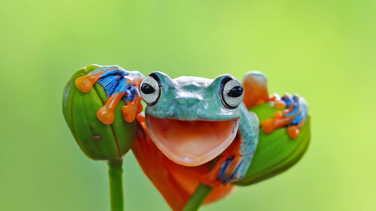 Javan tree frog, Indonesia (© kuritafsheen/Getty Images) desktop wallpaper