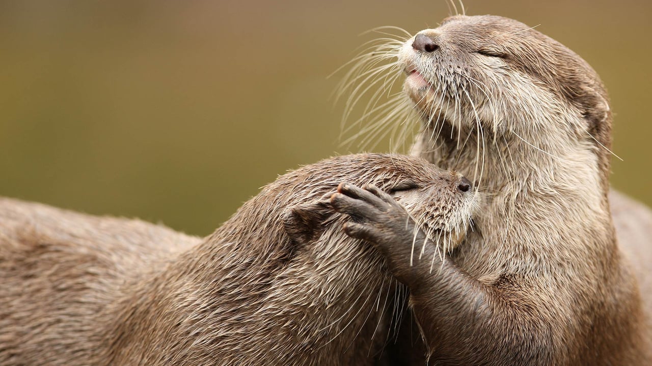 Zwergotter beim Kuscheln (© scooperdigital/Shutterstock) desktop wallpaper