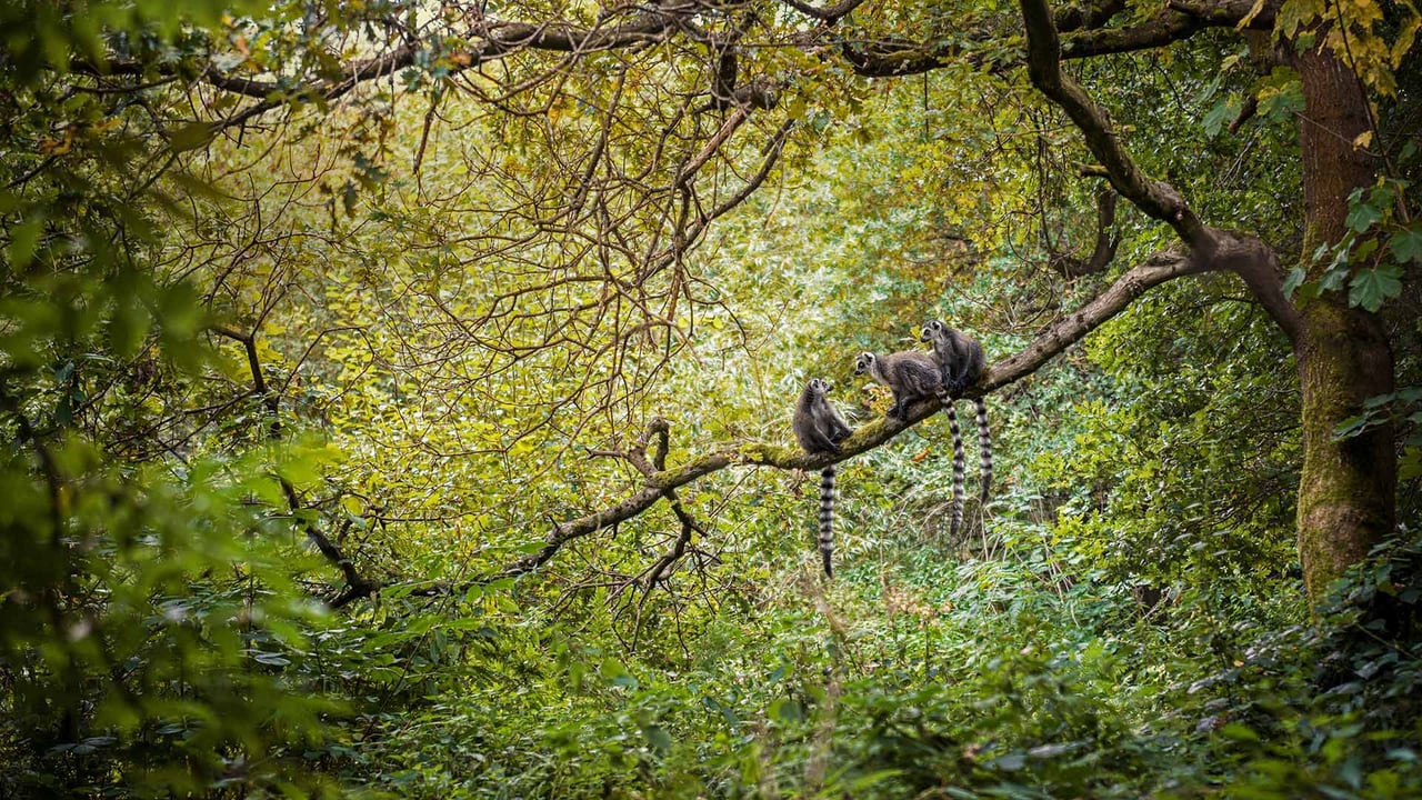 「ワオキツネザル」マダガスカル (© Image Source/Alamy) desktop wallpaper