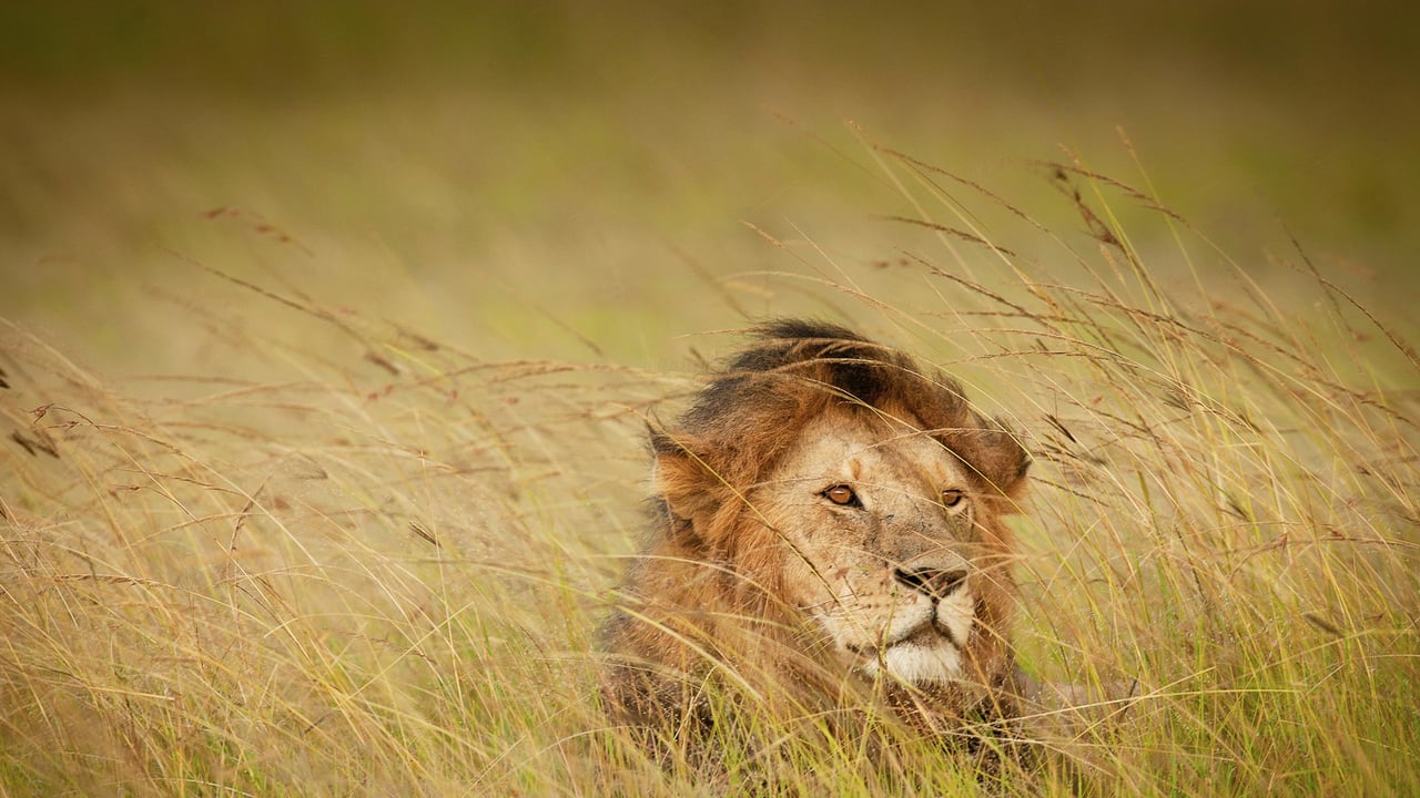 A lion in Maasai Mara, Kenya (© Scott Davis/Tandem Stills + Motion) desktop wallpaper