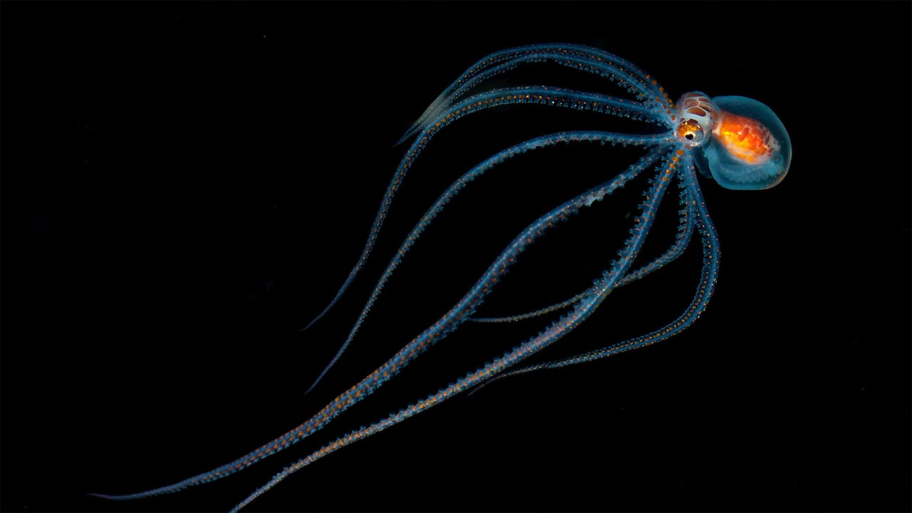 Octopus spotted during a night dive near Kona, Hawaii (© Jeff Milisen/Alamy) desktop wallpaper