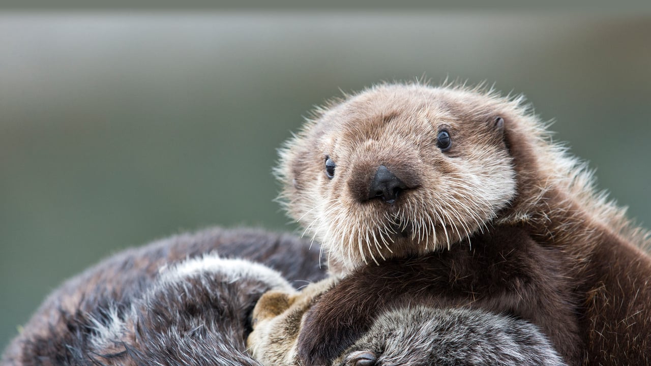 Sea otter pup, Prince William Sound, Alaska (© Donald M. Jones/Minden Pictures) desktop wallpaper