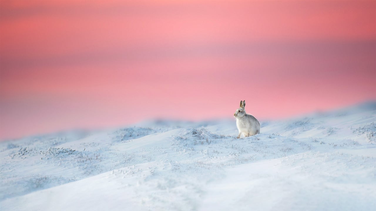 Mountain hare in Derbyshire, England (© Ben Hall/Minden Pictures) desktop wallpaper