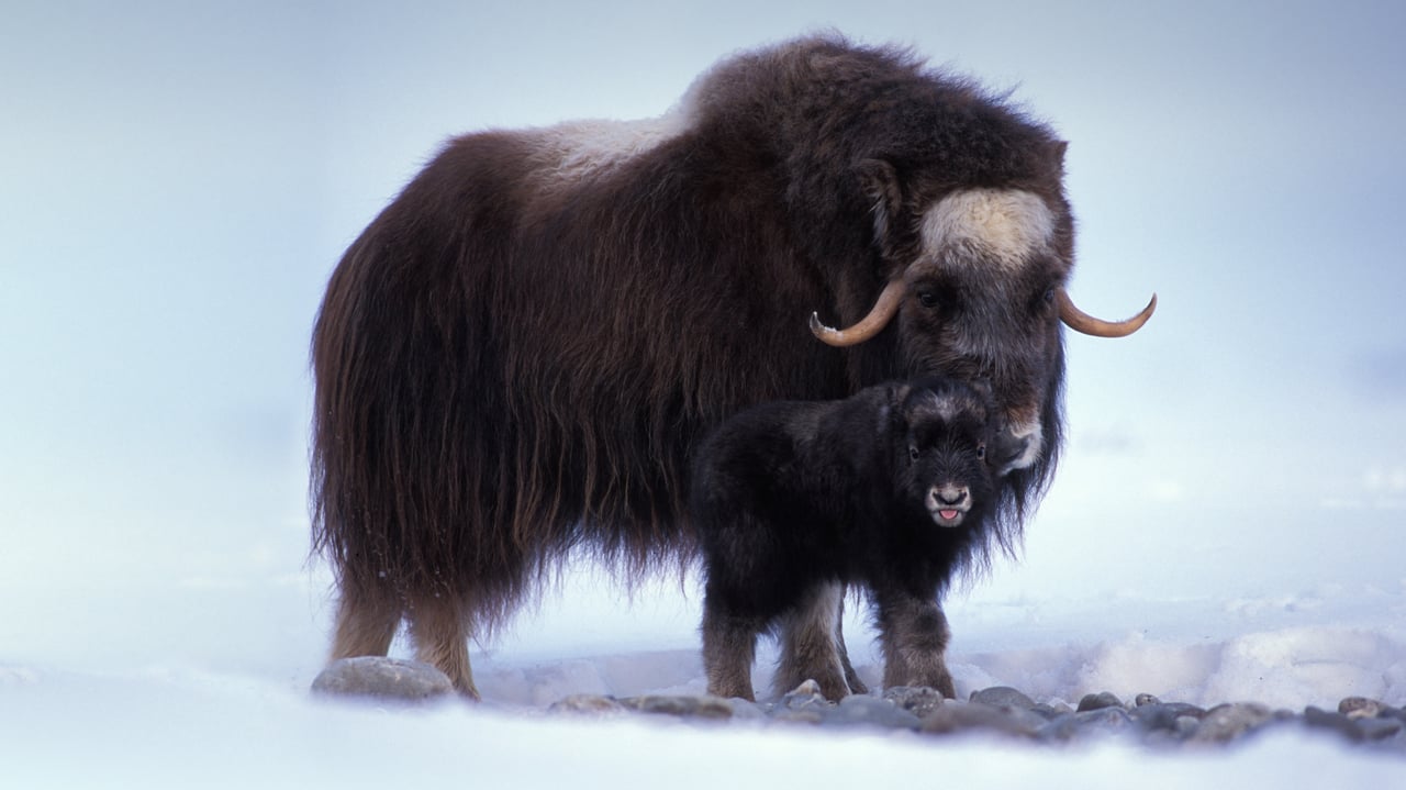 Muskox with newborn in the central Arctic coastal plain of Alaska (© Steven Kazlowski/Danita Delimont) desktop wallpaper