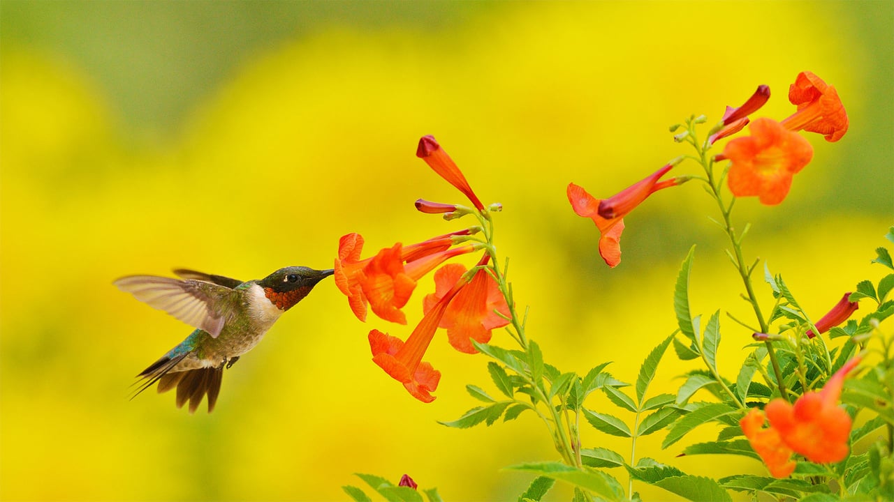 Ruby-throated hummingbird feeding on yellow bells in the Texas Hill Country (© Rolf Nussbaumer/Danita Delimont) desktop wallpaper