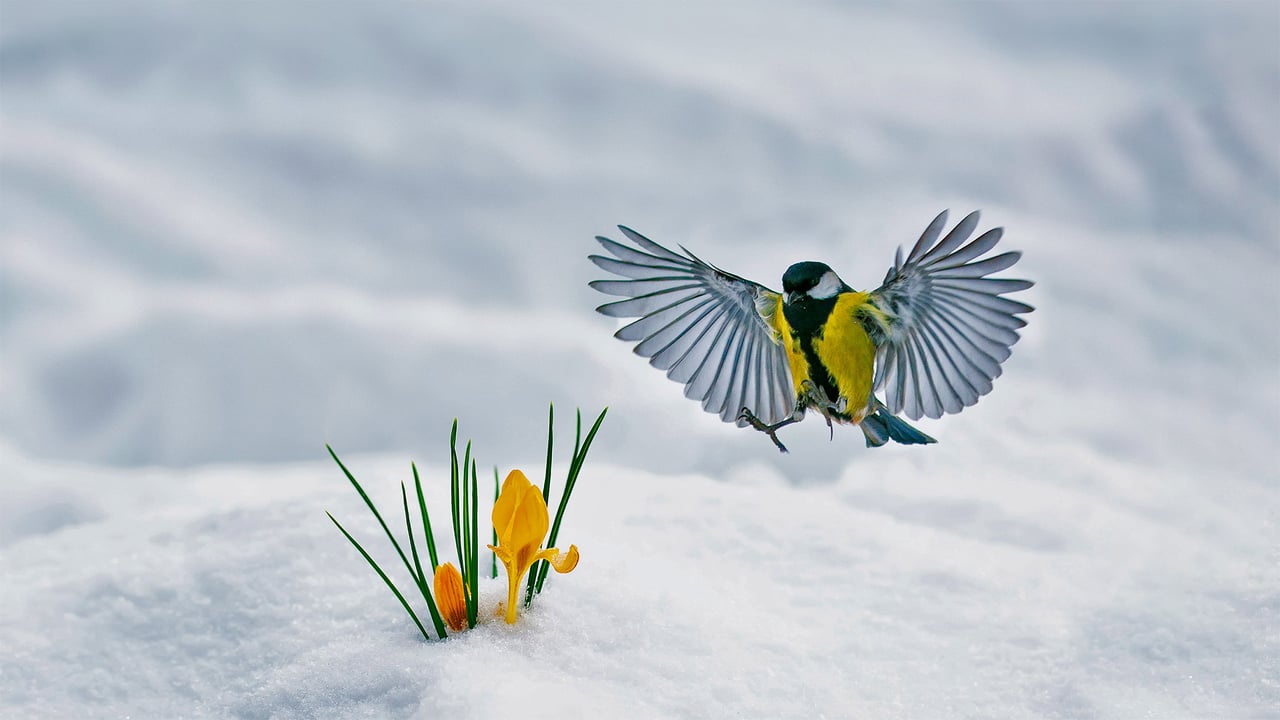 Great tit and yellow crocuses (© Nataba/Getty Images) desktop wallpaper