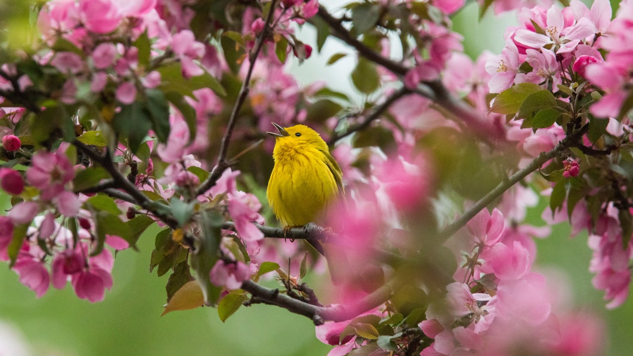 Yellow warbler in Canada (© mirceax/Getty Images) desktop wallpaper