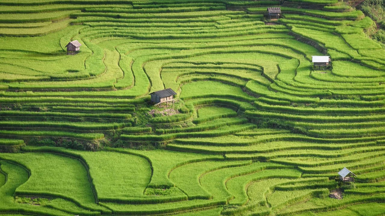 Rice terraces of Mù Cang Chải, Yên Bái province, Vietnam (© Kiatanan Sugsompian/Getty Images) desktop wallpaper