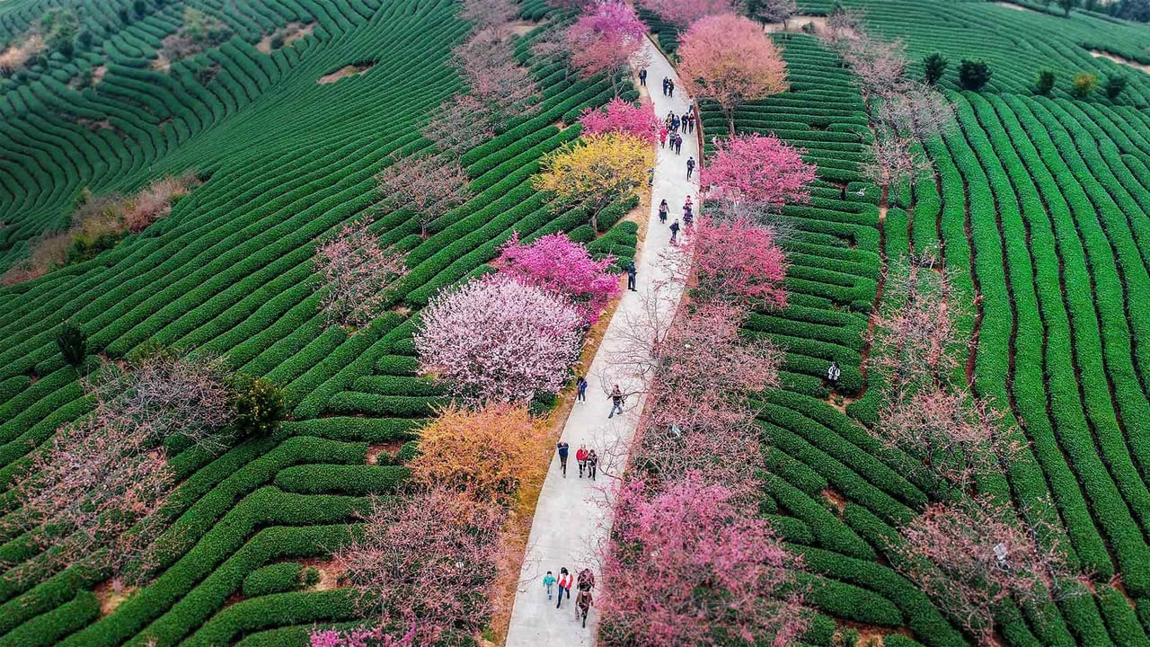 Blossoming cherry trees at a tea plantation in Longyan, China (© VCG/Getty Images) desktop wallpaper