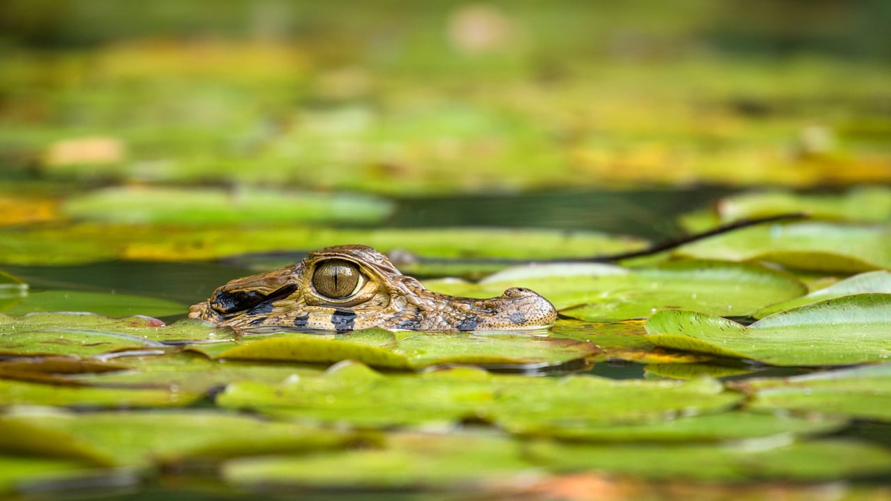 Young black caiman, Tambopata National Reserve, Peru (© Maxime Aliaga/Minden Pictures) desktop wallpaper