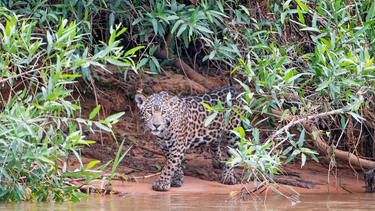 A young jaguar on a riverbank, Pantanal, Brazil (© Tambako the Jaguar/Getty Images) desktop wallpaper