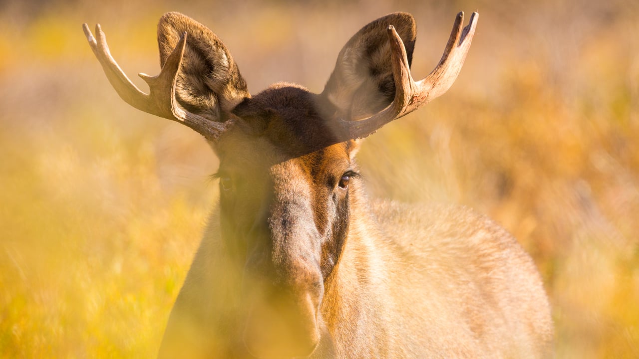 Young bull moose in Denali National Park, Alaska (© Grant Ordelheide/TANDEM Stills + Motion) desktop wallpaper