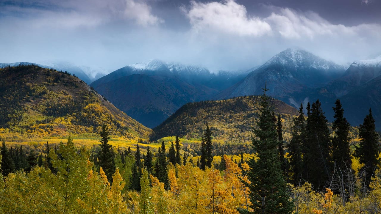 Autumnal woodland and Young Peak, British Columbia, Canada (© David Noton/Minden) desktop wallpaper
