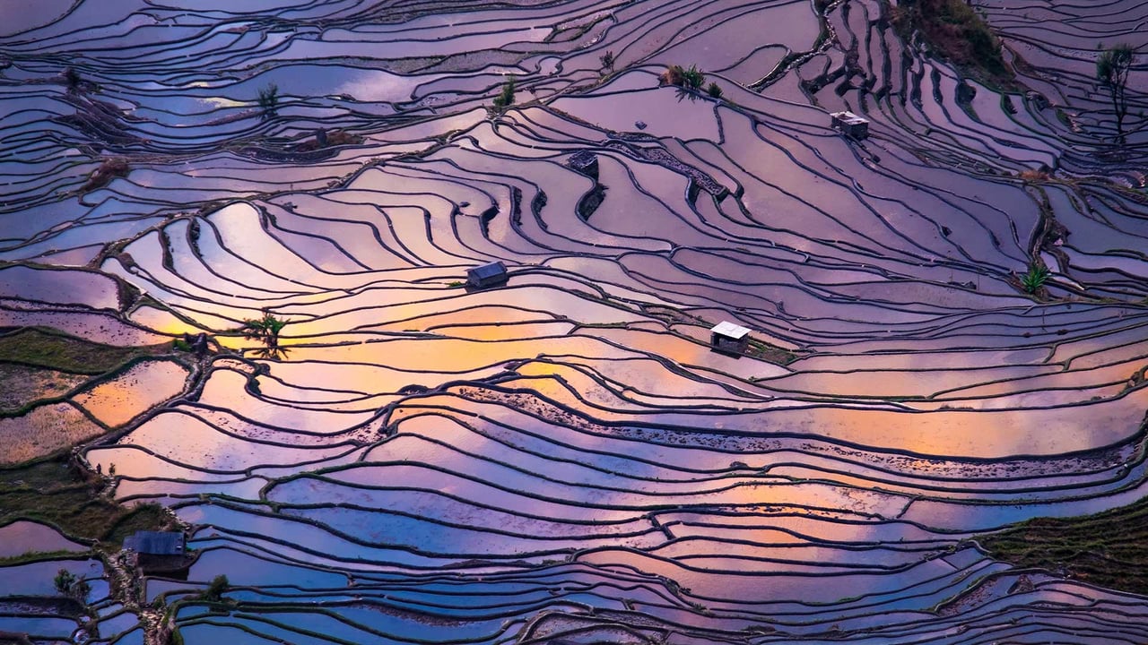 Aerial view of terraced rice fields, Yuanyang County, China (© AlexGcs/Getty Images) desktop wallpaper
