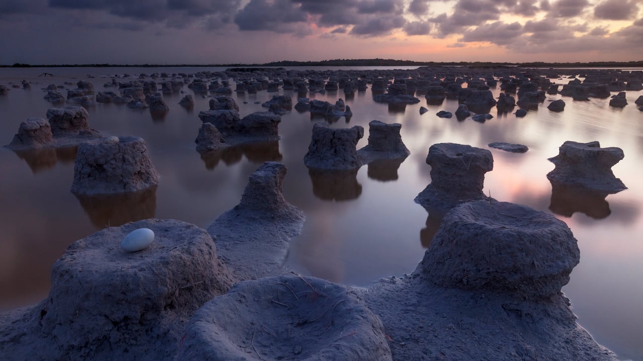Caribbean flamingo nests, Ría Lagartos Biosphere Reserve, Yucatán, Mexico (© Claudio Contreras/Minden Pictures) desktop wallpaper