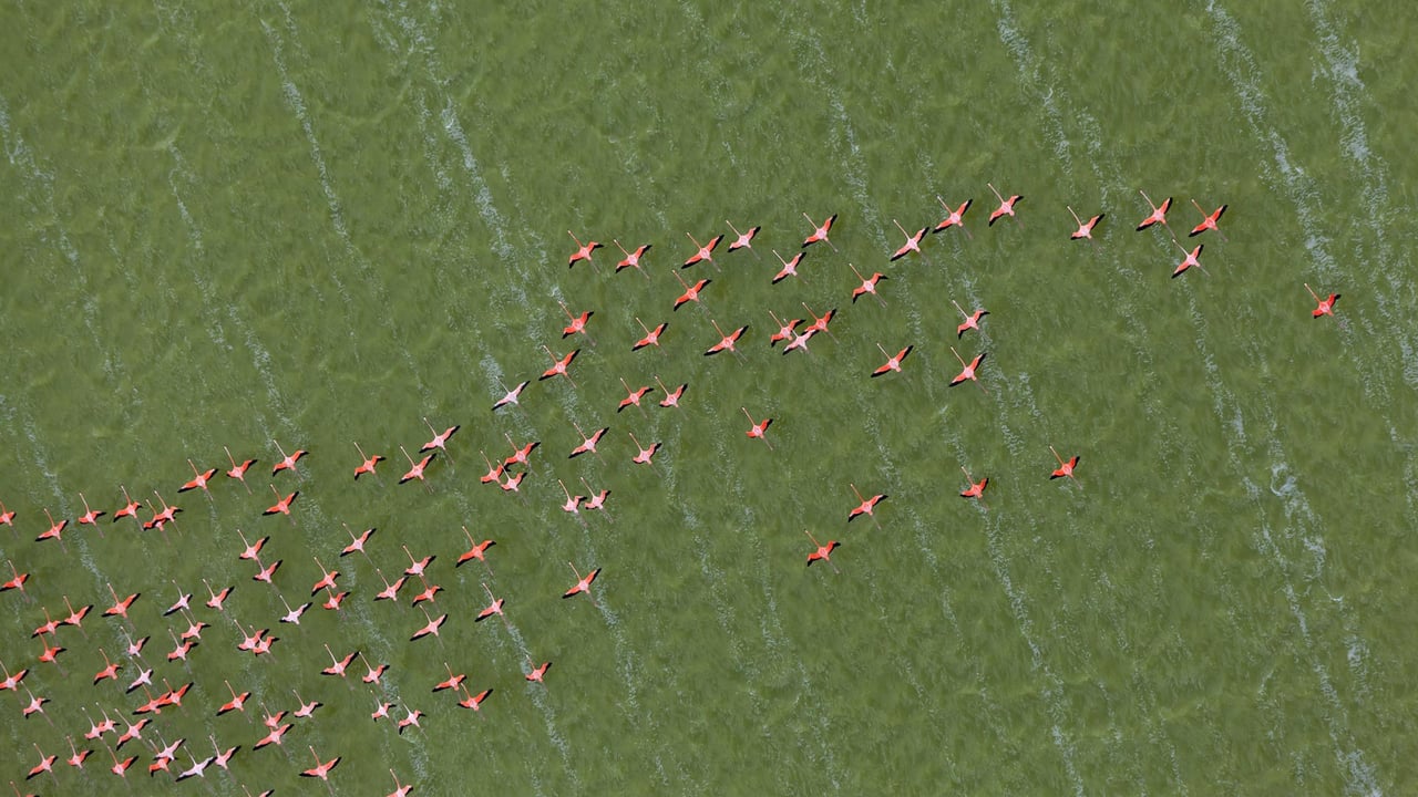 Caribbean flamingos, Yucatán Peninsula, Mexico (© Claudio Contreras/NPL/Minden Pictures) desktop wallpaper