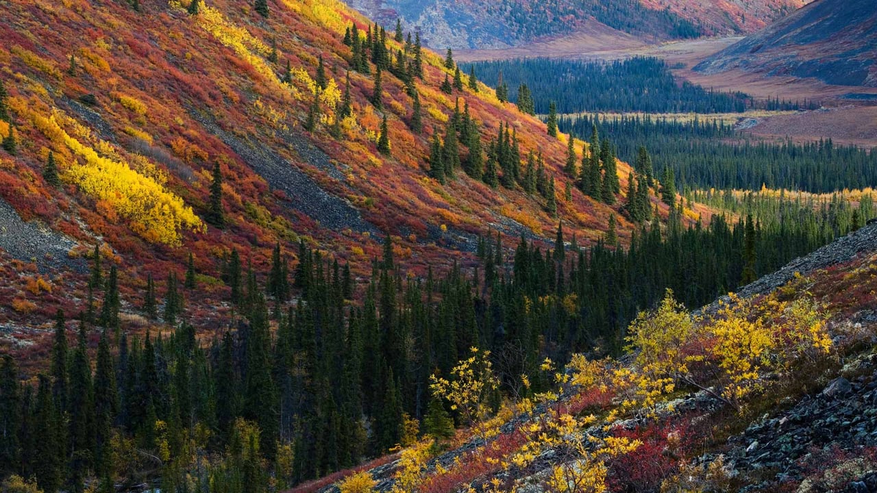 Autumn in the Ogilvie Mountains, Yukon,Canada (© Theo Allofs/Minden Pictures) desktop wallpaper