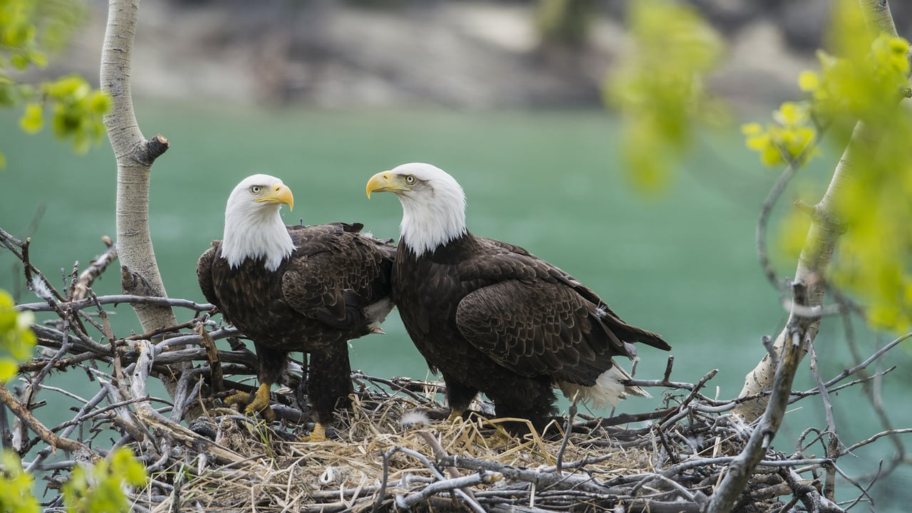 A pair of adult bald eagles (Haliaeetus leucocephalus) with chick at Yukon River, Yukon (© Mark Newman/Minden Pictures) desktop wallpaper