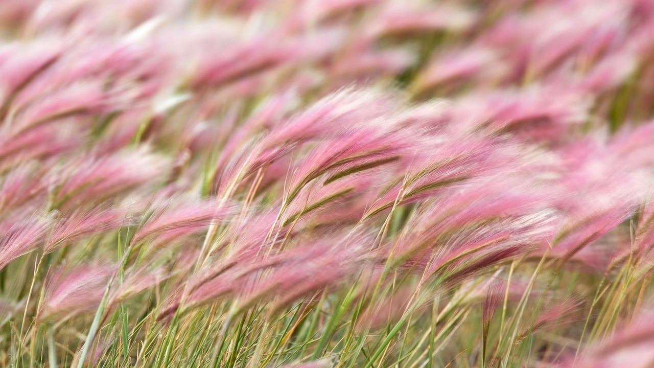 Squirreltail Barley (Hordeum jubatum) field in Kluane National Park, Yukon (© Helge Schulz/Minden Pictures) desktop wallpaper
