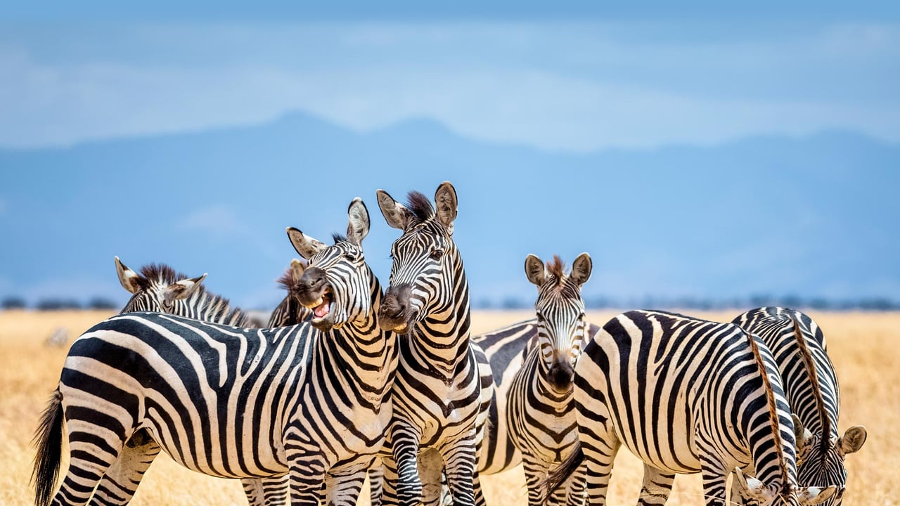 Zebras in Tarangire National Park, Tanzania (© cinoby/Getty Images) desktop wallpaper