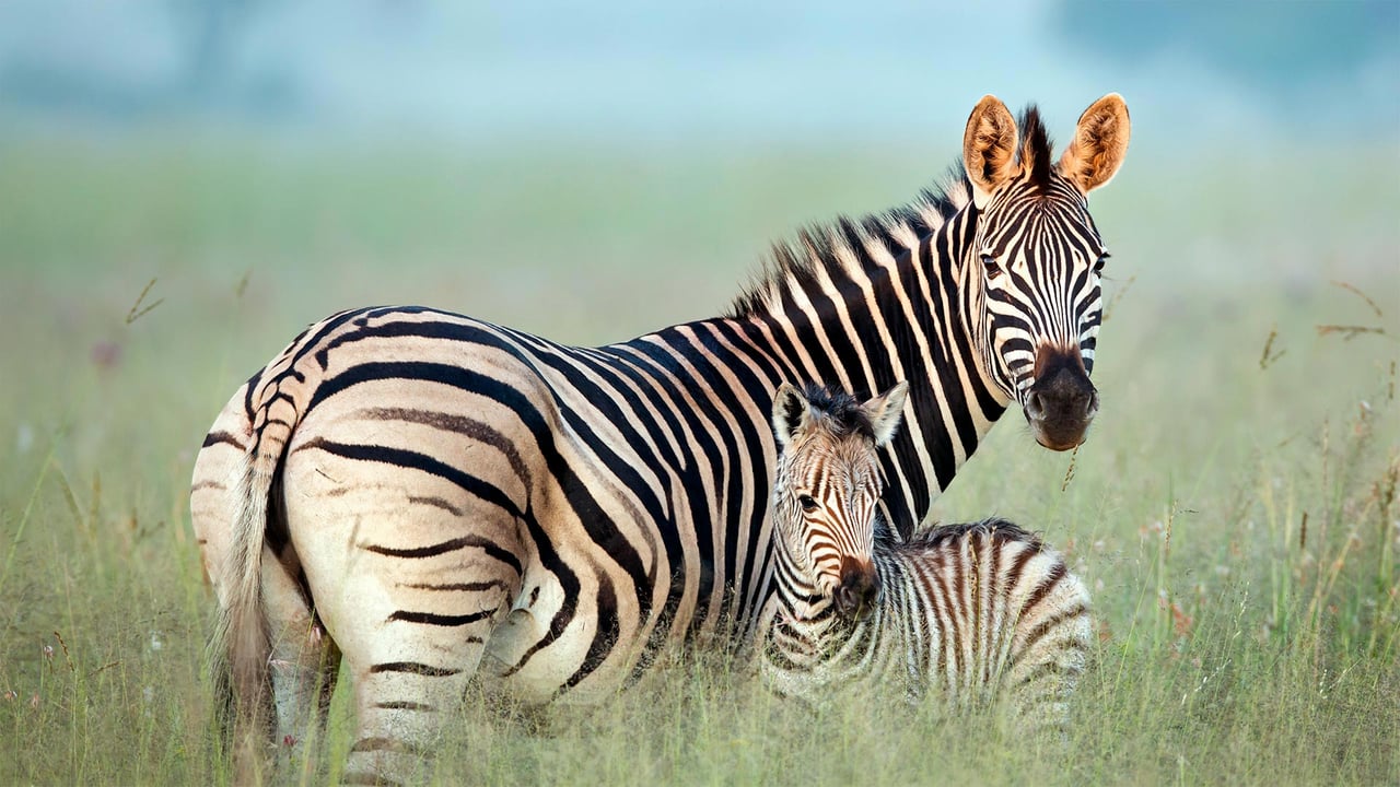 Burchell's zebra mother and foal in Rietvlei Nature Reserve, South Africa (© Richard Du Toit/Minden Pictures) desktop wallpaper