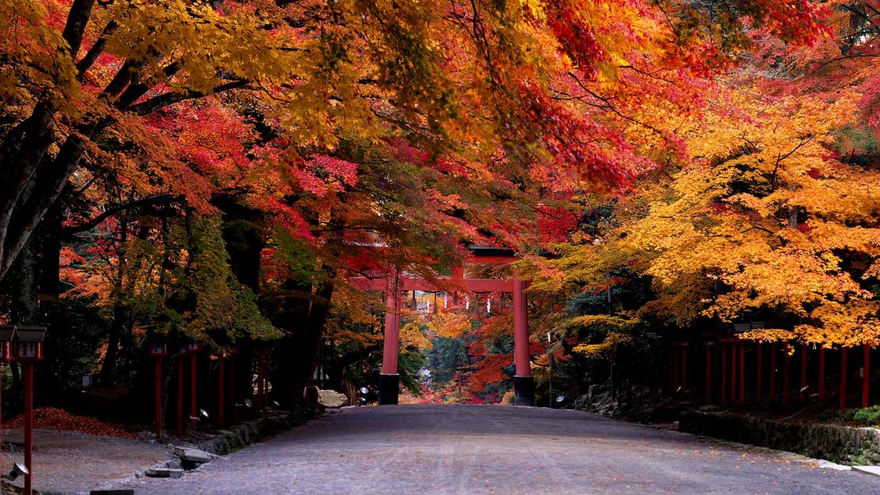 「日吉大社」滋賀, 大津市 (© JTB Photo/age fotostock) desktop wallpaper