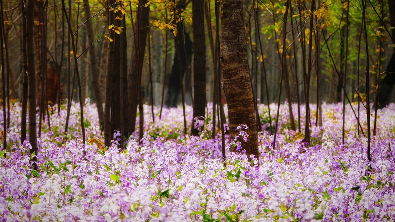 Forest with flowering plants, Beijing, China (© Raymond Shi/EyeEm/Getty Images) desktop wallpaper