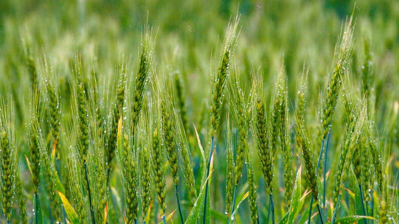 露が輝く麦の穂 (© mariko satou/iStock/Getty Images Plus) desktop wallpaper