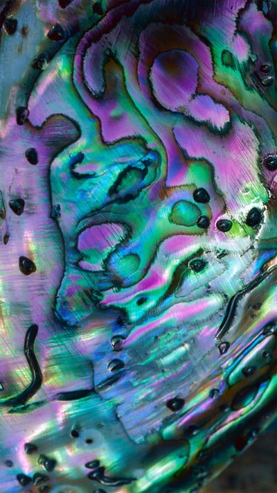 Rainbow abalone shell, New Zealand (© Lynda Harper/Minden Pictures) mobile wallpaper