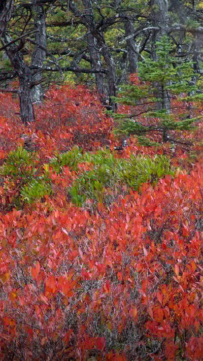 Highbush blueberry plants in Acadia National Park, Maine (© Danita Delimont/Gallo Images/Getty Images Plus) mobile wallpaper