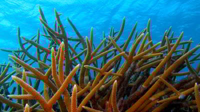 Rainforests of the sea