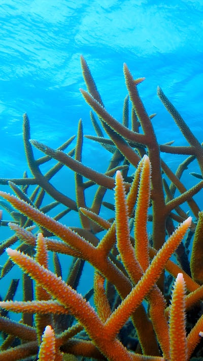 Staghorn coral off the island of Bonaire, Caribbean Netherlands (© blue-sea.cz/Shutterstock) mobile wallpaper