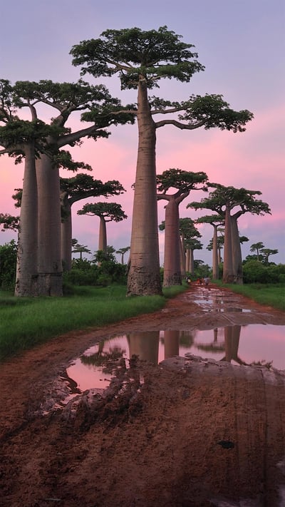 Grandidier's baobab forest near Morondava, Madagascar (© Thomas Marent/Minden Pictures) mobile wallpaper