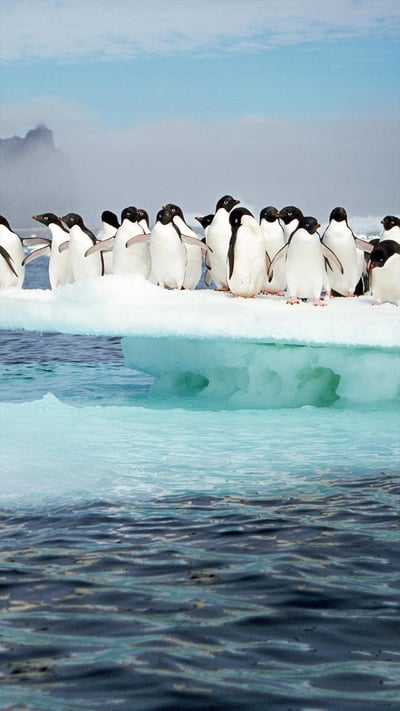 Manchots Adélie sur l'île de la Possession, Archipel Crozet, Antarctique (© Tui De Roy/Minden Pictures) mobile wallpaper