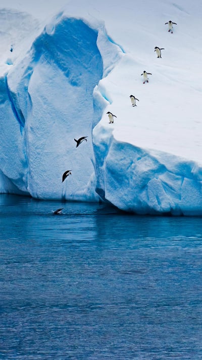 Adélie penguins diving off an iceberg in Antarctica (© Mike Hill/Getty Images) mobile wallpaper