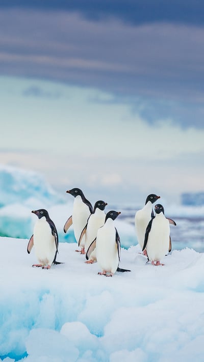 Adélie penguins in Antarctica (© David Merron Photography/Getty Images) mobile wallpaper