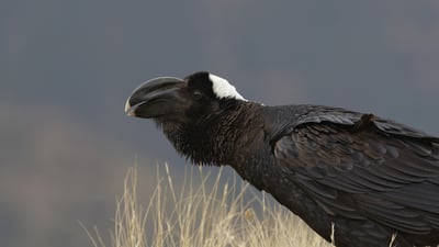 Bigger, bolder, beakier