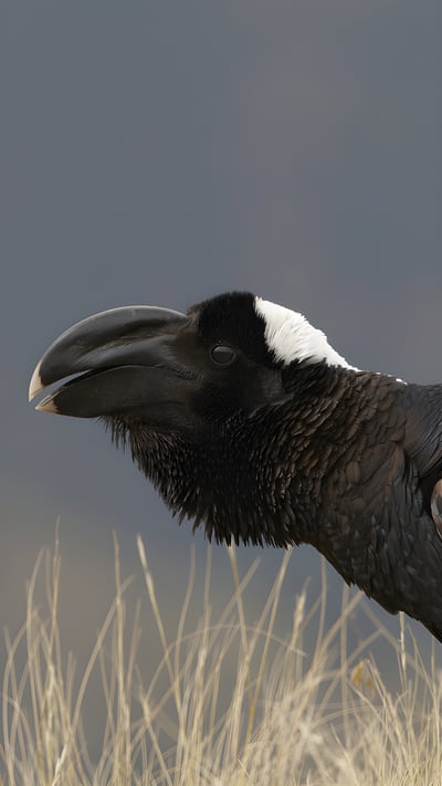 Thick-billed raven, Simien Mountains, Ethiopia (© Ignacio Yufera/FLPA/Minden Pictures) mobile wallpaper
