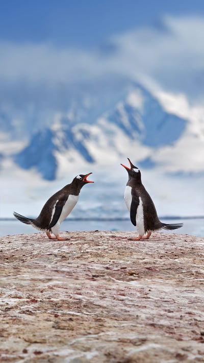 Gentoo penguins airing grievances in Antarctica (© Grafissimo/Getty Images) mobile wallpaper