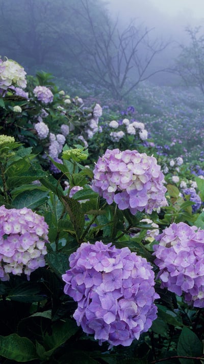 美の山公園, 埼玉県 秩父市 (© SOURCENEXT/Alamy Stock Photo) mobile wallpaper