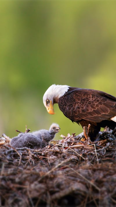 Bald eagles in Anchorage, Alaska (© Ron Niebrugge/Alamy) mobile wallpaper