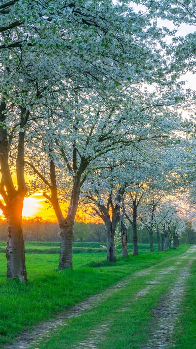 Bäume im Frühling in der Nähe von Berlin, Deutschland (© Luisa Whr/iStock/Getty Images Plus) mobile wallpaper