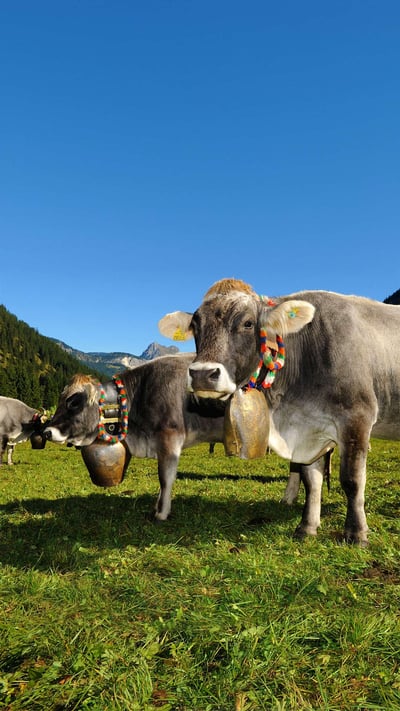 Cows decorated for the Almabtrieb in Tannheimer Tal, a valley in Tyrol, Austria (© Hans Lippert/Alamy) mobile wallpaper