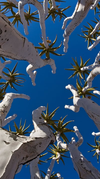 Quiver trees in Namibia (© Fotofeeling/DEEPOL by plainpicture) mobile wallpaper