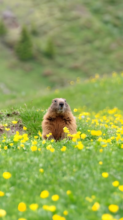 Marmot peeking out of its burrow (© Scacciamosche/Getty Images) mobile wallpaper