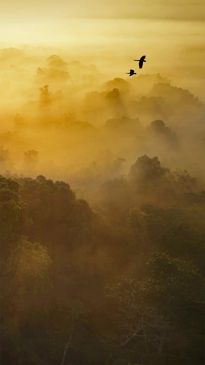 Yasuní National Park in Amazonian Ecuador (© Paul Bertner/Minden Pictures) mobile wallpaper