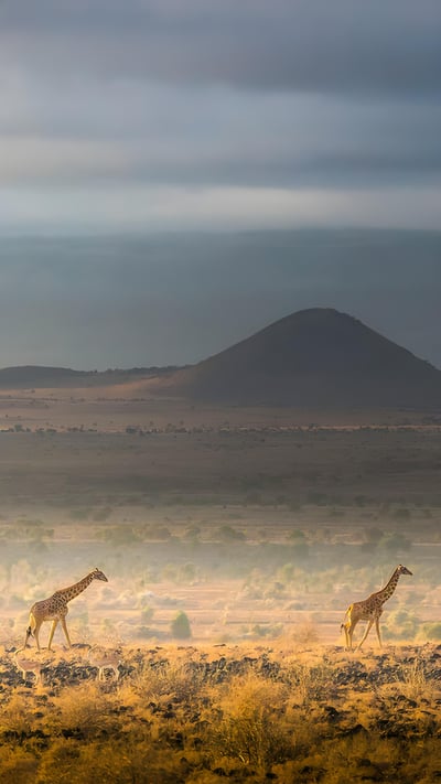 Masai giraffes, Amboseli National Park, Kenya (© Art Wolfe/DanitaDelimont.com) mobile wallpaper