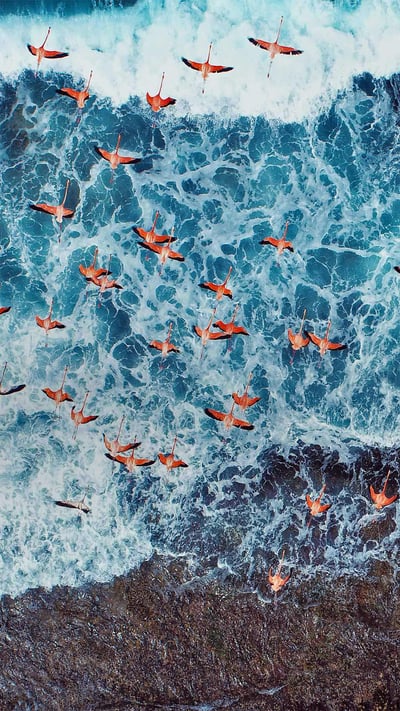 Aerial view of American flamingos flying over Los Roques Archipelago National Park, Venezuela (© Cristian Lourenco/Getty Images) mobile wallpaper