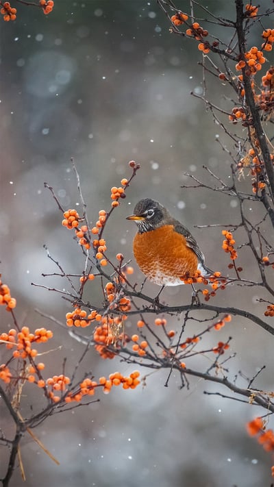 American robin perched on a branch in Canada (© marcophotos/Getty Images) mobile wallpaper