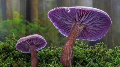 The spore the merrier